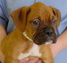 Boxer and baby boxer love boxer puppies for sale pet dogs pets doggies chihuahua dogs keystone puppies has a puppy finder feature setting you up to find and buy a dog perfect for your. B O X E R P U P P I E S S O U T H J E R S E Y Zonealarm Results
