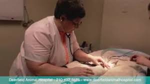 Comprehensive list of san antonio, texas based veterinary clinics and animal hospitals offering advanced medical diagnostics or pet treatment. Veterinarians In San Antonio Tx Deerfield Animal Hospital