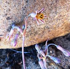 Image result for Tulbaghia alliacea