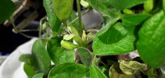 Image result for Macrotyloma uniflorum