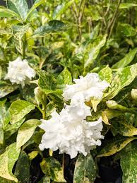 Image result for Tabernaemontana