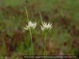 Image result for Rhynchospora rugosa