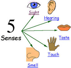 Senses Explained For Children Hearing Touch Sight Smell