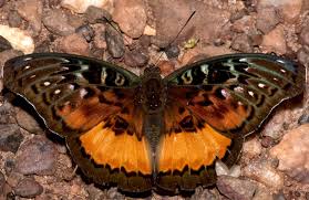 Image result for Ceratotheca integribracteata