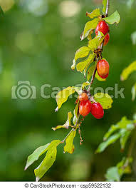 Cornus mas, the cornelian cherry, european cornel or cornelian cherry dogwood, is a species of flowering plant in the dogwood family cornaceae, native to southern europe and southwestern asia. Red Berries Of Cornelian Cherry Dogwood Aka Cornus Mas Natural Food Red Berries Of Cornelian Cherry Dogwood Aka Cornus Canstock