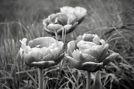 See more ideas about black and white, black and white photography, white photography. Kirkville The Semiotics Of Black And White Photographs