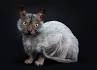 Available Lykoi Kittens For Sale & Cats For Adoption