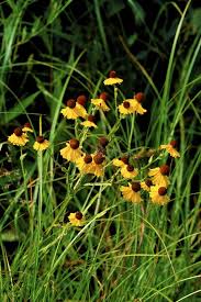 Image result for Ornithogalum flexuosum