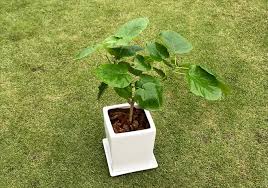 栽培 観葉植物 大きなハート型の葉が可愛い ウンベラータを育てることになりました しぜんらぼ