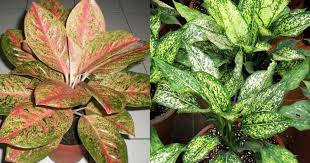 Khasiat dan kegunaan digunakan untuk merawat penyakit yang berkaitan dengan buah pinggang dan hati seperti jaundis dan hepatitis b. Ibu Wanita Ini Amalkan Air Rebusan Dukung Anak Untuk Elak Ambil Ubat Darah Tinggi Dan Ini Kesannya Impiana