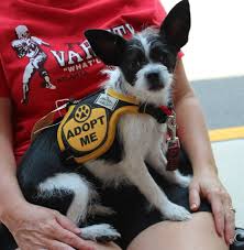 (raleigh nc) pic hide this posting. Adopt A Dog Raleigh Durham Chapel Hill Allbarc