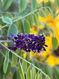 Image result for Indigofera comosa