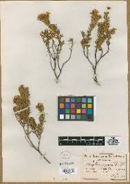 Image result for Fagaropsis