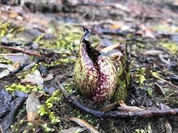 This is jays eating skunk cabbage seeds by bob armstrong on vimeo, the home for high quality videos and the people who love them. The Preserve S Spring Spotlight Species Skunk Cabbage Virginia Outdoors Foundation