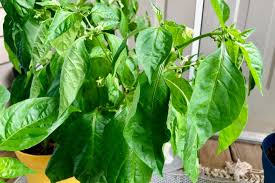 Maybe you would like to learn more about one of these? Pepper Plants Wilting What It Means And How To Fix It Pepper Geek
