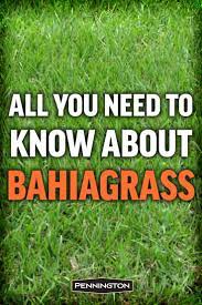 Bahiagrass Is Valued For Outstanding Drought And Heat Tolerance And An Ability To Thrive Where Many Lawn Grasses Falt Bahia Grass Grass Care Lawn Care Business