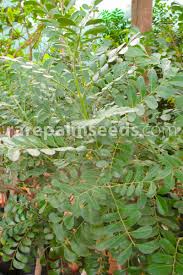 Image result for Ptaeroxylon obliquum