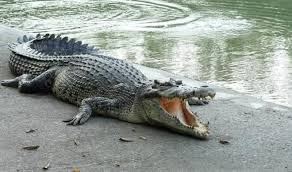 Buaya merupakan hewan buas yang dipakai sebagai simbol oleh beberapa suku. Sulawesi Archives Nusa Daily