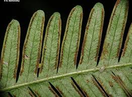 Image result for Pteris similis