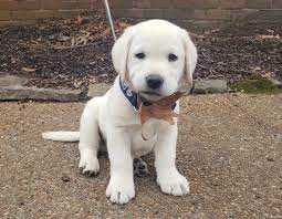 Pups will be the old english labrador. White Polar Bear Lab Puppies Snowypines