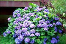 How To Propagate Your Hydrangea Bush Plants Hydrangea Bush Hydrangea Garden