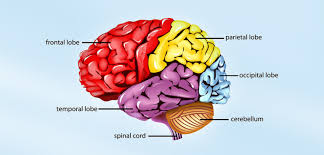 main parts of the human brain and subdivisions of human