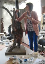 Podcast 049: What do you do with a broken Orangutan? (U.S. National Park  Service)