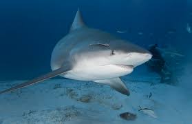 .scotia trout fishing nova scotia boats nova scotia animals nova scotia rivers nova scotia food nova scotia birds nova scotia coast nova scotia villages salmon river nova scotia nova scotia sharks nova scotia sports dead sea fish species nova scotia industries spring in nova. Chilling Shark Attack 911 Call Released After Chunk Taken From Man S Shoulder