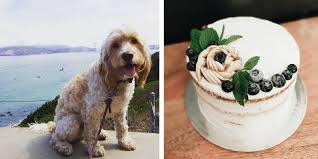 This is a great recipe for those canine friends and familly members to help celebrate a special occassion such as a birthday, thanksgiving sift together the flour and baking soda and fold into the carrot mixture. Dessert For Dogs Buddy The Spoodle S Peanut Butter Carrot Cake With Yogurt Frosting The Jen Project