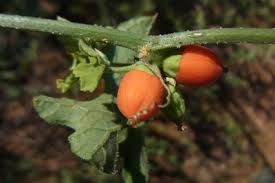 Image result for Corallocarpus triangularis