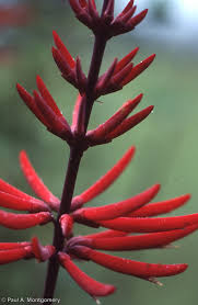 Image result for Erythrina excelsa