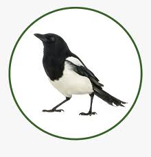 Please use and share these clipart pictures with your friends. Transparent Seagul Png Australia Magpie With White Background Free Transparent Clipart Clipartkey
