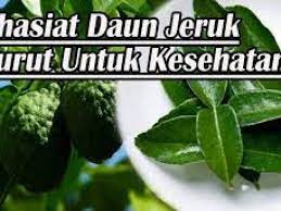 Izin sharing, setau saya daun sirih memang terbukti sebagai antiseptik, sedangkan air jeruk nipis punya efek melarutkan lemak. Rutin Minum Air Rebusan Daun Jeruk Purut Sehatkan Pencernaan Cegah Kanker Serangan Jantung Serta Redakan Rematik Dan Asam Urat Watyutink