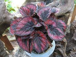 A Potted Begonia Rex Cultorum Growing Requirements For Rex Begonia Plants Rex Begonias Grow Best In Bright Indirect Su Bonsai Flower Flower Pots Flower Seeds