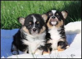We did not find results for: Beautiful Cowboy Corgi Puppies For Sale In Marysville Washington Classified Americanlisted Com