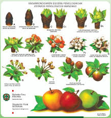 Fruit tree dormant spray oil dormant spray with paraffinic oil controls a variety of scale, mites, fruit tree leaf rollers, pear psylla, fall armyworms, and whiteflies on shrubs, ornamentals, fruit trees, and shade trees. Dormant Spray And Copper Spray General Fruit Growing Growing Fruit