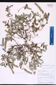 Image result for Nelsonia