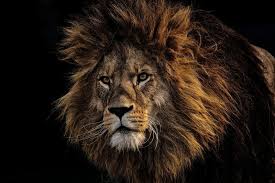 صور لحيوان الأسد المفترس Hd In 2020 Animals Images Big Cats Lion