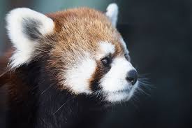 Red Panda Network | City of Edmonton