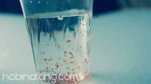Kali ini saya ingin memberi tahu dan tips ni biar ikan cupang. 6 Makanan Ikan Cupang Agar Cepat Besar Hobinatang