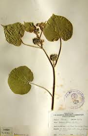 Image result for Abutilon hirtum