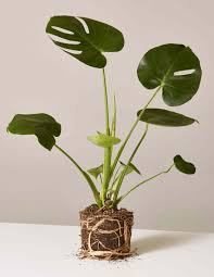 Apr 08, 2021 · monstera deliciosa big form. Monstera Plant Care Growing Guide