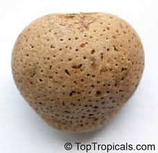 Image result for Manniophyton