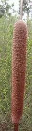 Image result for Typha capensis