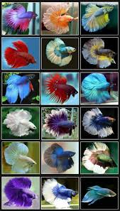 15 List Different Types Of Betta Fish With Pictures Gate Information Betta Fish Care Betta Fish Types Betta Fish