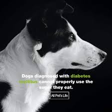 Diabetes is not a death sentence. Can I Safely Feed My Diabetic Dog Treats Reviews 2020 All Pet S Life