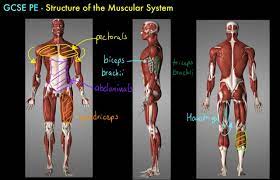 Gcse Pe Structure Of The Muscular System Gcse Pe Muscular System Gcse