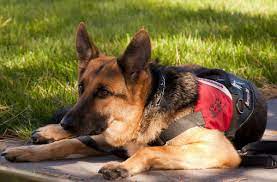 Diabetic Service Dog Training Dog Training Elite Colorado Springs