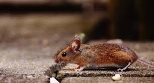 I topi sono veicolo di molte malattie facilmente trasmissibili agli esseri umani; Escrementi Di Topi O Ratti Come Riconoscere La Presenza Di Animali Infestanti In Casa Aretusa Ambiente