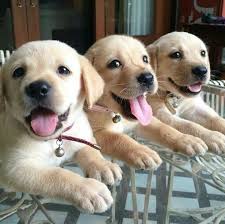 Comment Bien Eduquer Son Chiot Pas A Pas Mois Par Mois Vous Souhaitez Bien Dresser Votre Berger Allemand Plus Chiot Bebes Animaux Mignons Chiot Trop Mignon